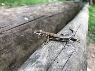 Lizard - Reptile - wildlife - nature
