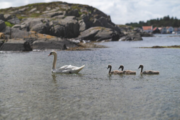 family of swan