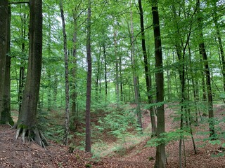 Alleine im Wald