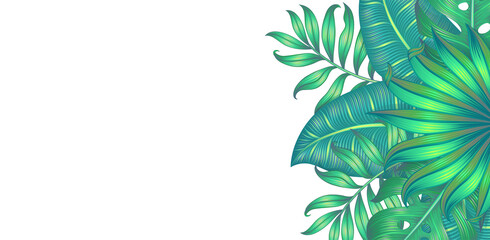 Banner with different tropical leaves isolated on white. Vector illustration.