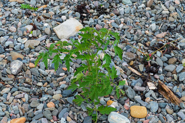 Tomate Pflanze wächst wild am Strand bei ORD, Isle of Skye