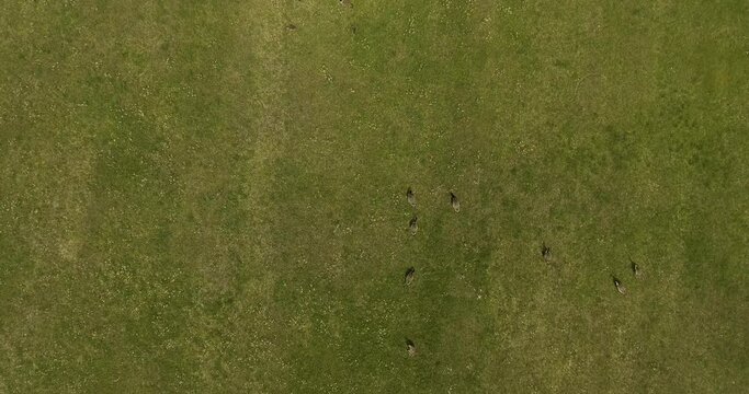 Canada Geese Flock (Branta canadensis) Large Black Wild Goose Species Walk in a Meadow