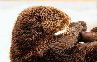 Head and arms of sea otter as it cleans itself - 362687134