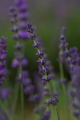 Close up of lavender growing in a field