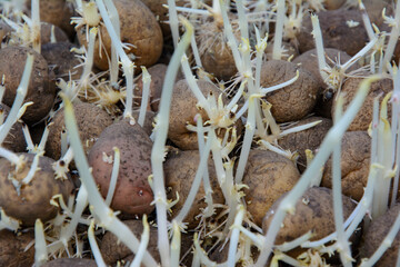 Potato with sprouts prepared for planting in the ground.