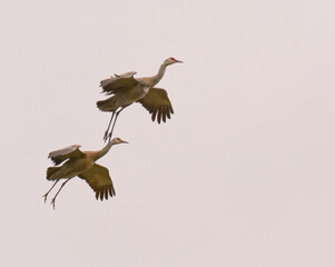 Two Sandhill cranes with wings spread wide and feet trailing - 362687736