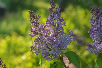 Obraz premium lavender flowers in the garden