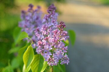 lilac flowers in the garden