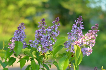 Obraz premium lilac flowers in the garden