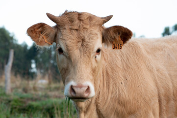 Portrait of a cow in a meadow