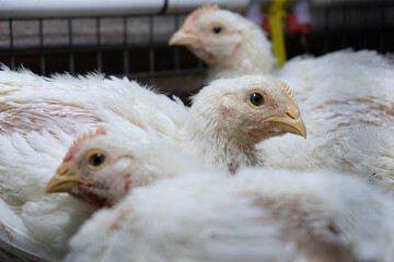 broiler chickens walk around the incubator with stupid faces in different directions.