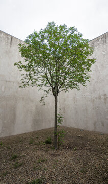 Baum umgeben von Beton in KZ-Gedenkst&auml;tte Mauthausen Memorial