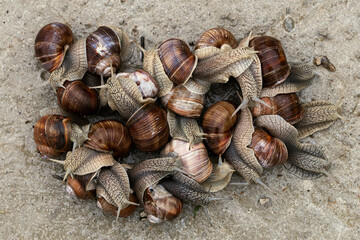 Large group of grape snails outdoors. View from above. Background with snails