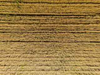 Aerial top view of the golden wheat field. Rural nature background