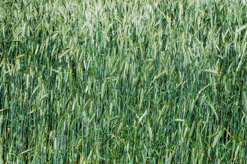 Green raw wheat field. Agriculture cereal field texture. Empty copy space nature and food background.
