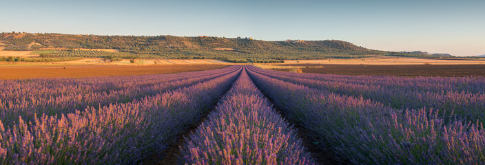 Panorama of beautiful lavender field in a sunny day in Basilicata
