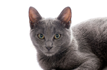 Small gray cat isolated on white.Studio shot