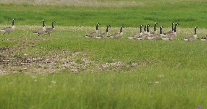 Canada Geese Flock (Branta canadensis) Large Black Wild Goose Species Walk in a Meadow