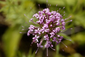 Flower of a Caucasian crossword, Phuopsis stylosa