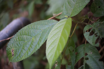 the leaves of the Ulmus alata tree, the winged elm or wahoo in the forest