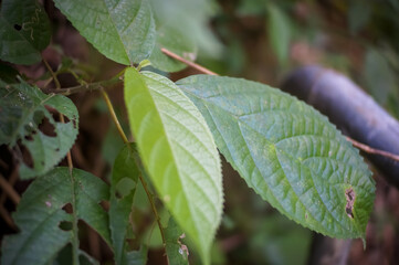 the leaves of the Ulmus alata tree, the winged elm or wahoo in the forest