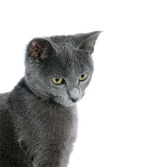 Small gray cat isolated on white.Studio shot