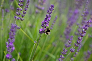 A bee lands on an isolated lavender in a field in England