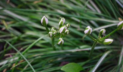 Obraz premium Ornithogalum plant with the image of white hyacinths. The botanical family of ornithogalum is lily. Morphology buds, lily family. Early spring and flowers