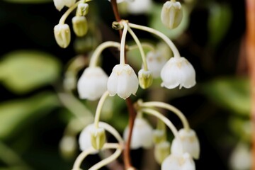 Obraz premium Flower of a Honeycup, Zenobia pulverulenta
