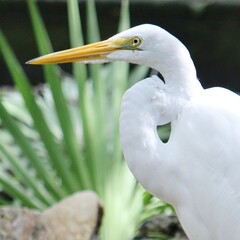 A large white egret is an exotic bird found throughout Florida. Tropical foliage can be seen in the background.