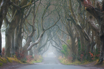 The Dark Hedges from County Antrim, Northern Ireland foggy day