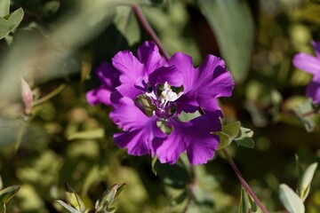 Fototapeta premium Pinkfairy flower, Clarkia pulchella