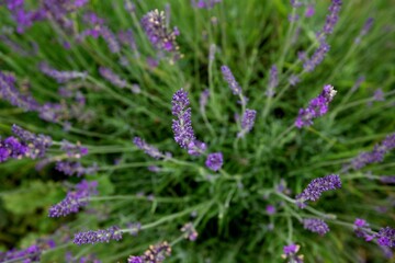 Abstract close up looking down on lavender growing in a Field