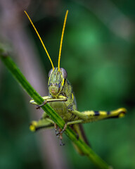 Obscure Bird Grasshopper along the nature trail in Pearland!