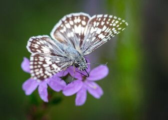 Tropical Checkered-Skipper on blue wildflowers!