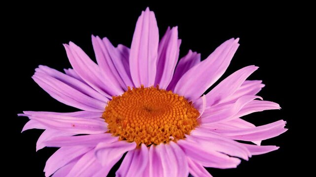 Pink flower of  pyrethrum , isolated on black background.