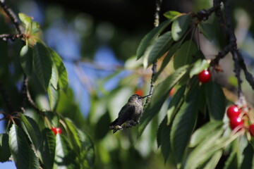 bird on a branch