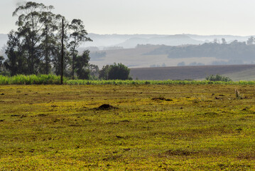 Fototapeta na wymiar Rural landscape of the South American pampas on the border of Brazil and Uruguay