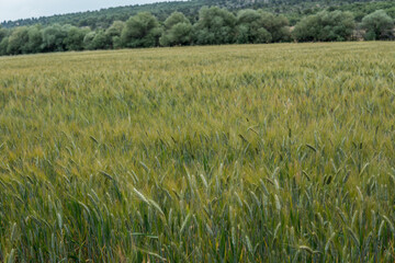 green wheat field