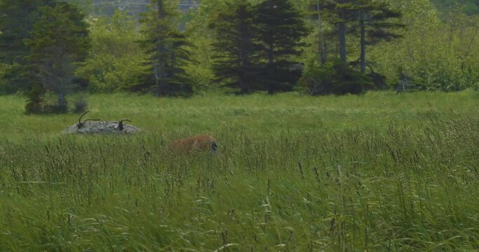 White-tailed Deer (Odocoileus virginianus) also known as Whitetail or Virginia Deer Walking in a Green Meadow in the Wind