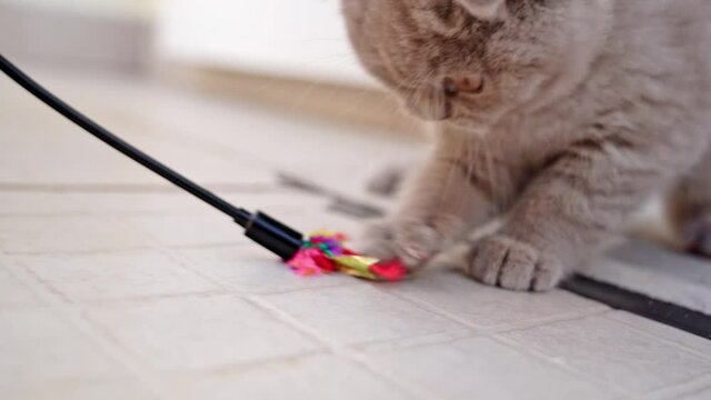 British lop-eared kitten plays with a toy while lying on a tapet. Slow motion.