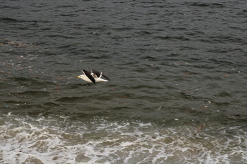 Seagull on the water.