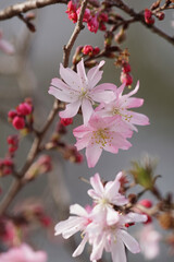 Fototapeta na wymiar 十月桜の花