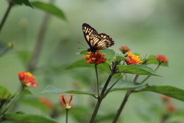 Mariposa