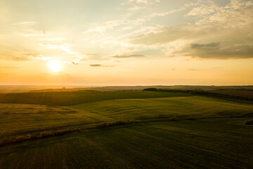 Aerial view of bright green agricultural farm field with growing rapeseed plants at sunset.