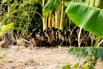 Selective focus  with bokeh of khaki Campbell duck head sitting at the sand. Khaki Campbell is the...
