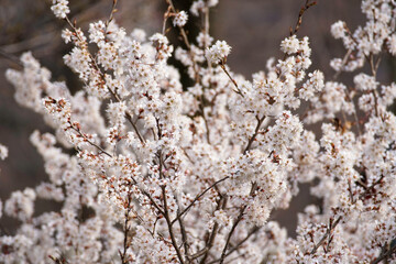 平野神社の桃桜