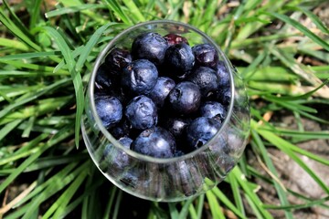blueberries in a bowl