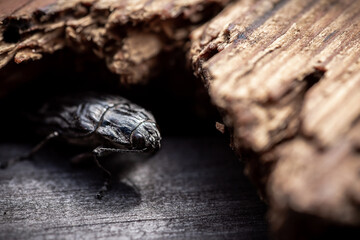 Macro. Beetle - Flatheaded pine borer -  Chalcophora Mariana on the pine wood plank. Ready to eat