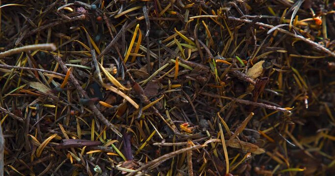 European Fire Ant (Myrmica rubra) Walking on Evergreen Tree Needles Hill Time Lapse